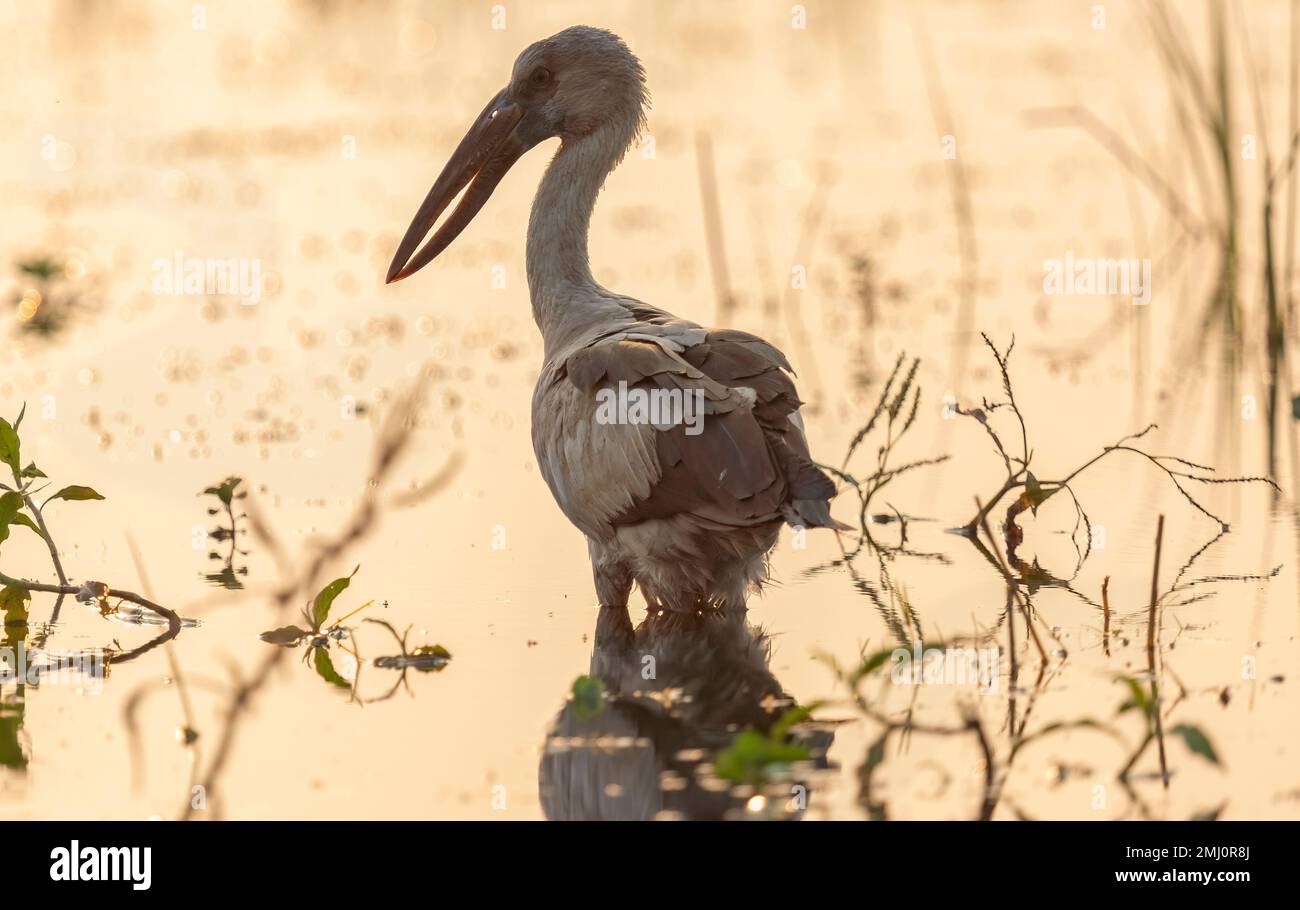 Asiatischer Steinbruchstorch, der durch flaches Wasser watscht und in einem Waldreservat in Karnataka, Indien nach Nahrung sucht Stockfoto