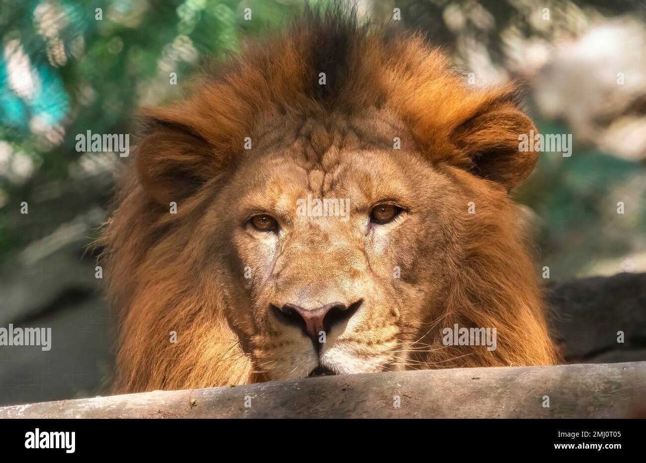 Indischer Löwe aus nächster Nähe, entdeckt im Bannerghatta Wald in Karnataka, Indien Stockfoto