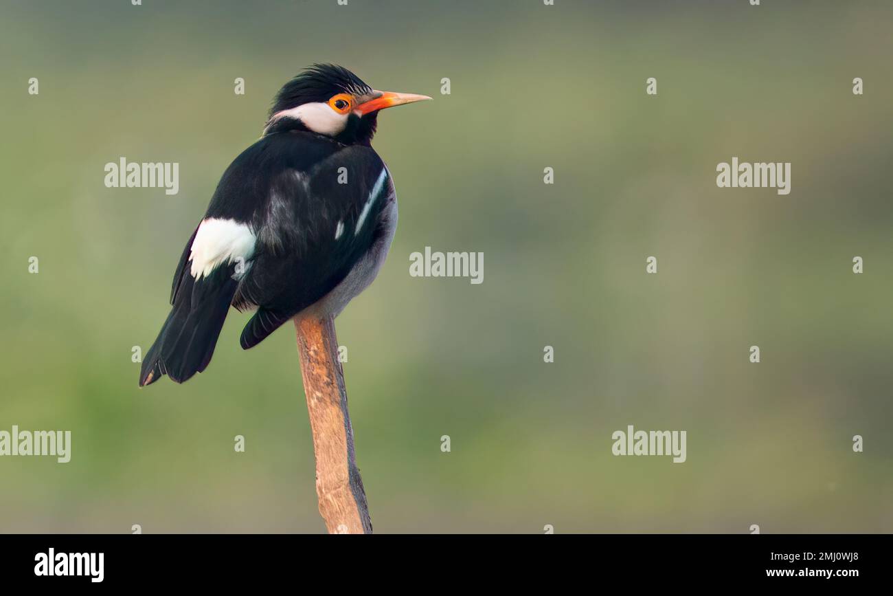 Niedlicher Schwalbenvogel, der auf einer Holzstange sitzt Stockfoto