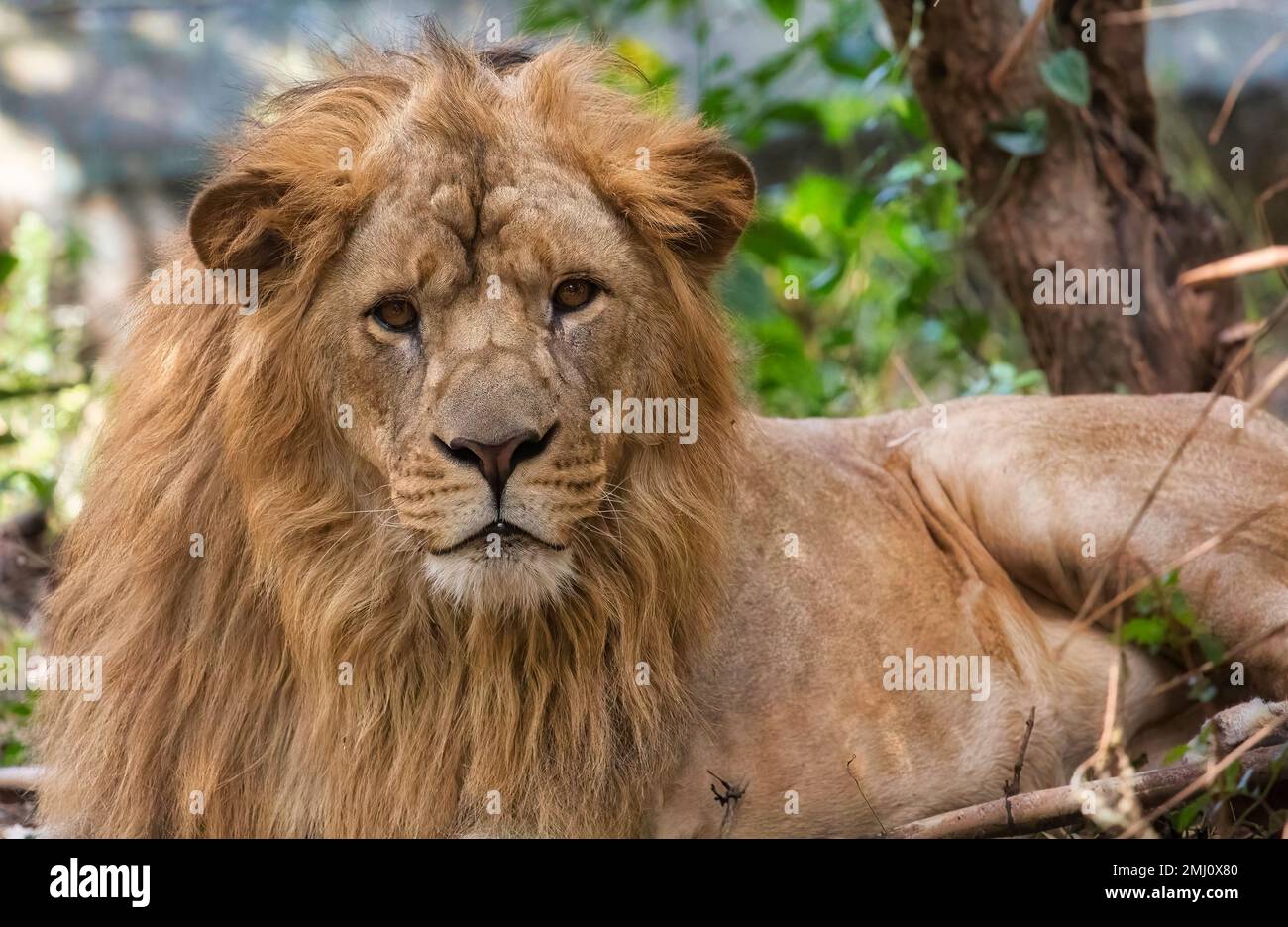 Indischer Löwe aus nächster Nähe, entdeckt im Bannerghatta Wald in Karnataka, Indien Stockfoto
