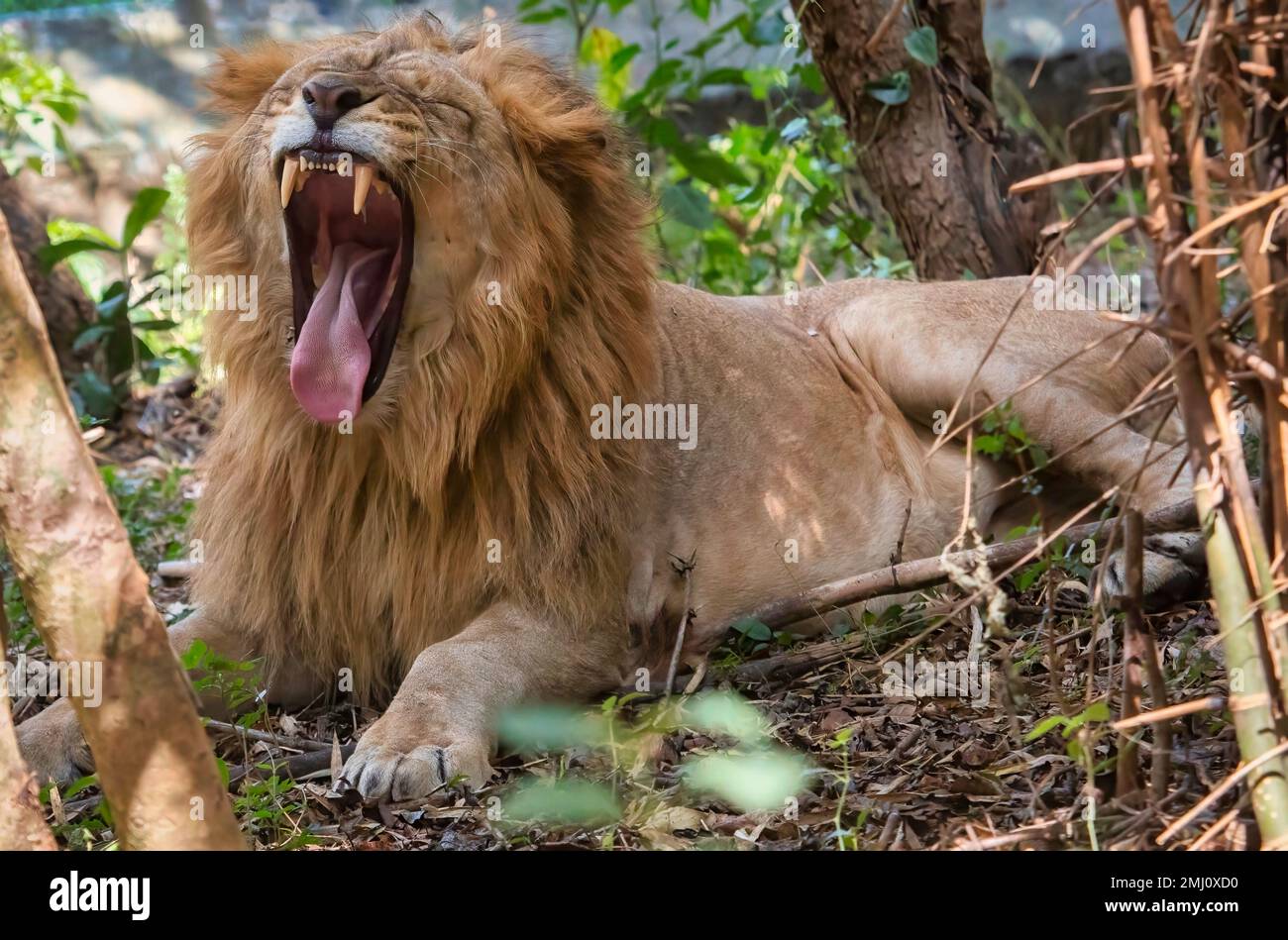 Indischer Löwe aus nächster Nähe, entdeckt im Bannerghatta Wald in Karnataka, Indien Stockfoto