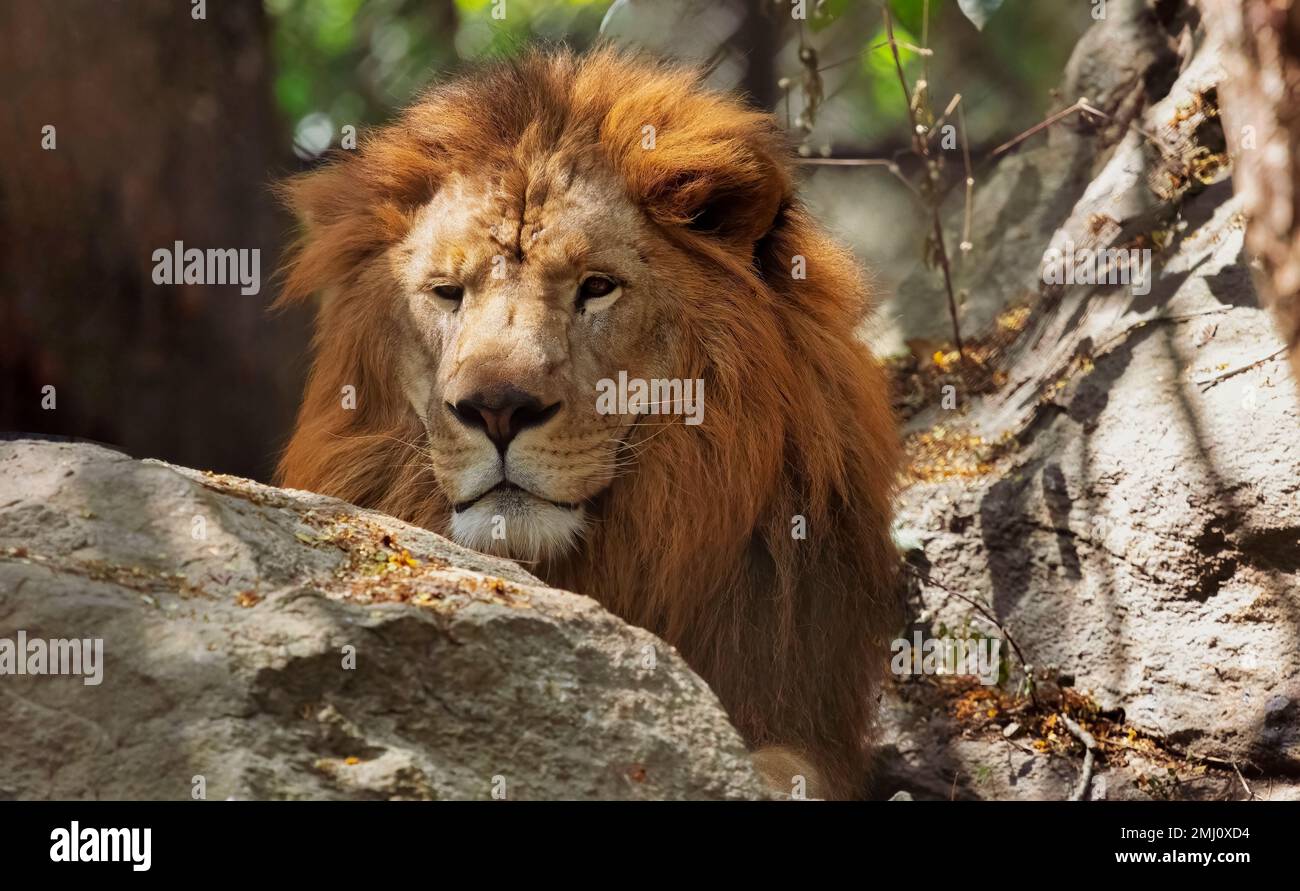 Indischer Löwe aus nächster Nähe, entdeckt im Bannerghatta Wald in Karnataka, Indien Stockfoto