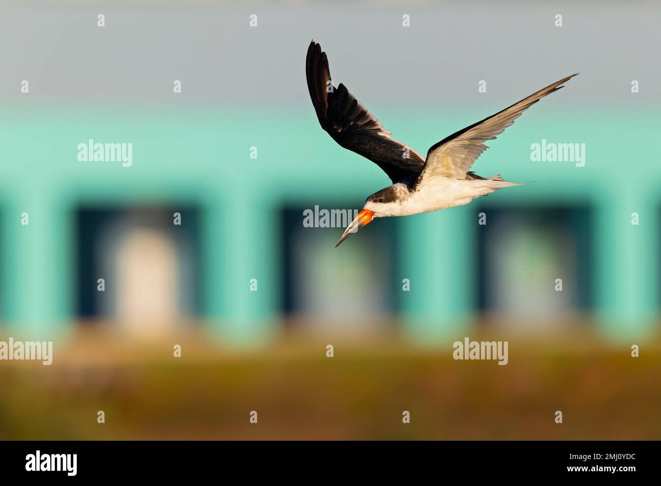 Ein amerikanischer schwarzer Skimmer (Rynchops niger) im Flug Stockfoto