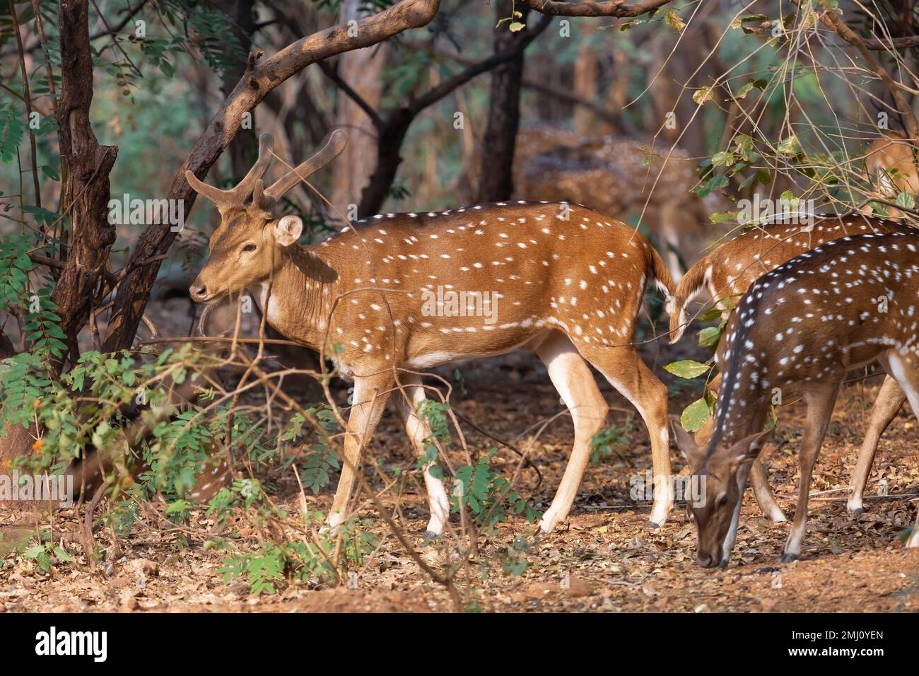 Indische Fleckhirsche weiden im National Forest in Bannerghatta, Karnataka, Indien. Stockfoto