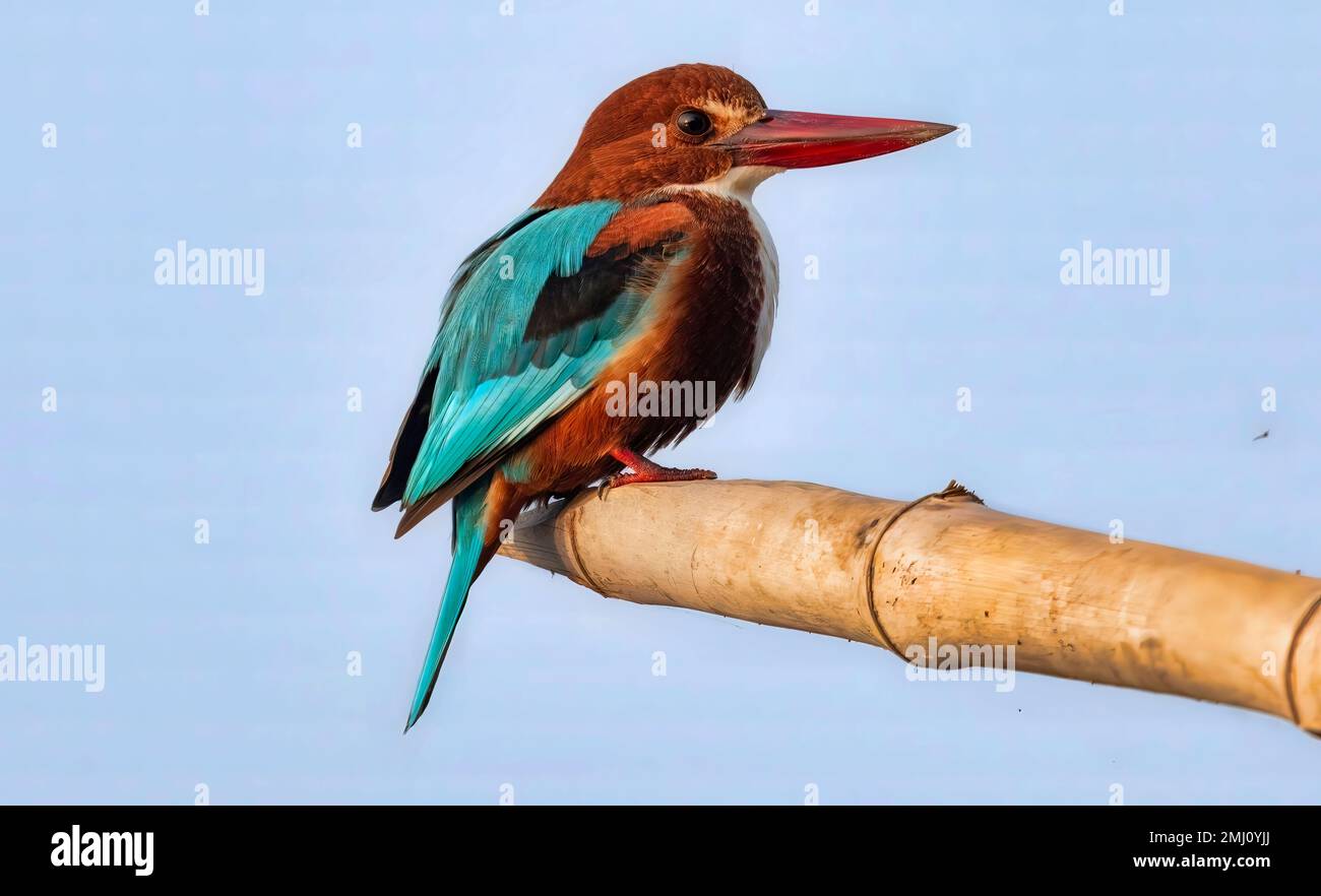 Ein weißkehliger Eisvogel, der auf einem Bambusstock aus nächster Nähe thront Stockfoto