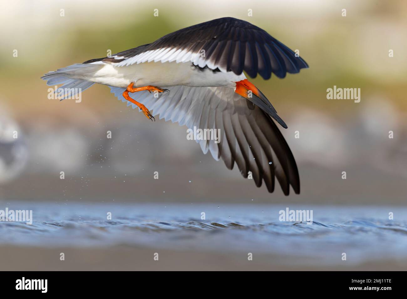 Ein amerikanischer schwarzer Skimmer (Rynchops niger) im Flug Stockfoto