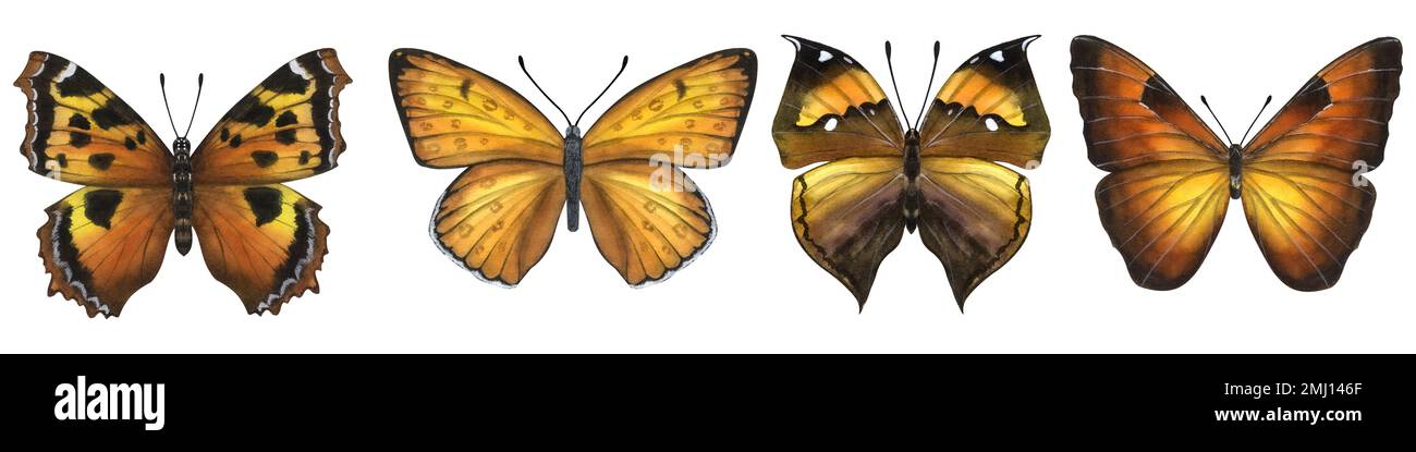 Wunderschöne orangefarbene Schmetterlinge. Handgezeichnete Aquarelldarstellung isoliert auf weißem Hintergrund. Kann für Karten, Poster, Aufkleber, Sammelalben verwendet werden. Stockfoto