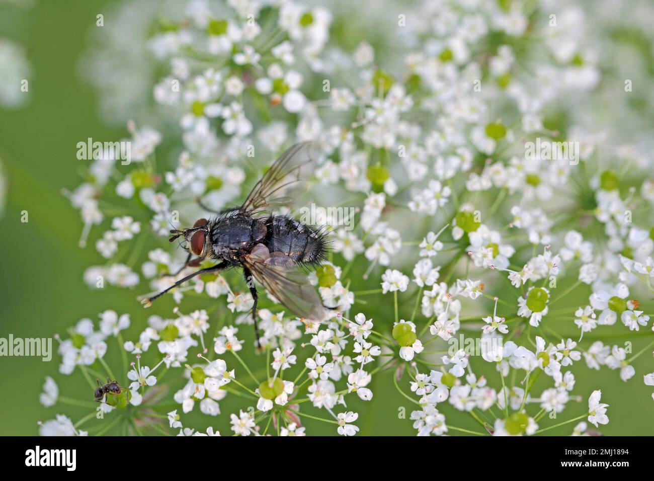 Tachinidfliege (Tachinidae sp.). Parasitoide anderer Insekten. Die Larven bekämpfen Pflanzenschädlinge. Eine Fliege auf einer Blume. Stockfoto