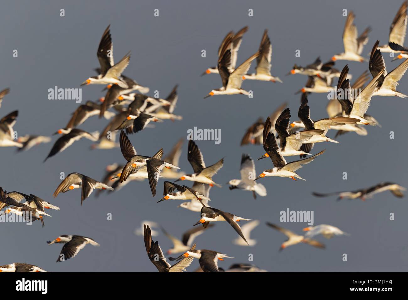 Ein schwarzer Schwarm (Rynchops niger) im Flug an der Küste. Stockfoto