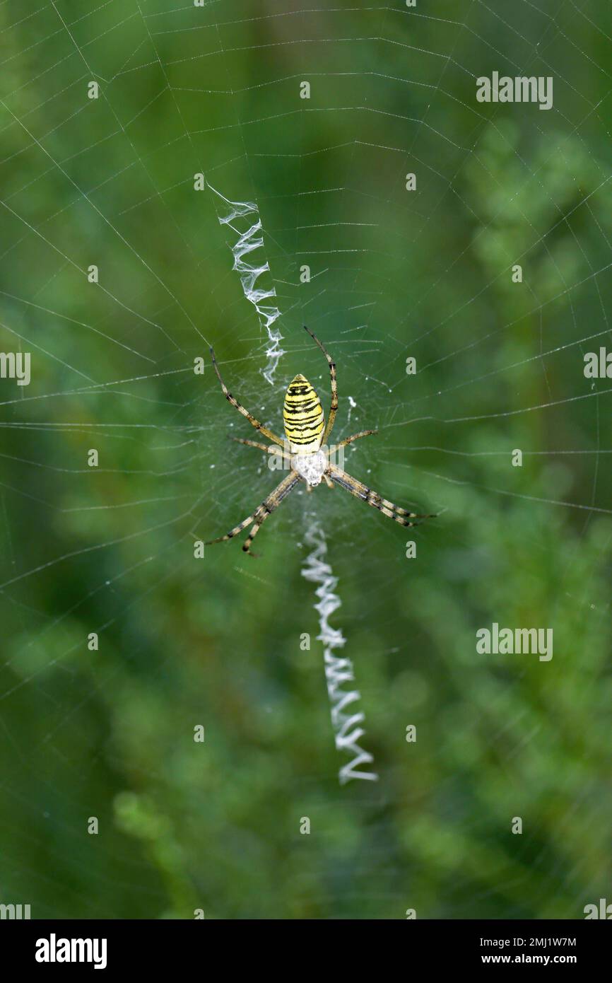 Orb Web Spinne - Wasp Spinne (Argiope bruennichi) im Netz Stockfoto