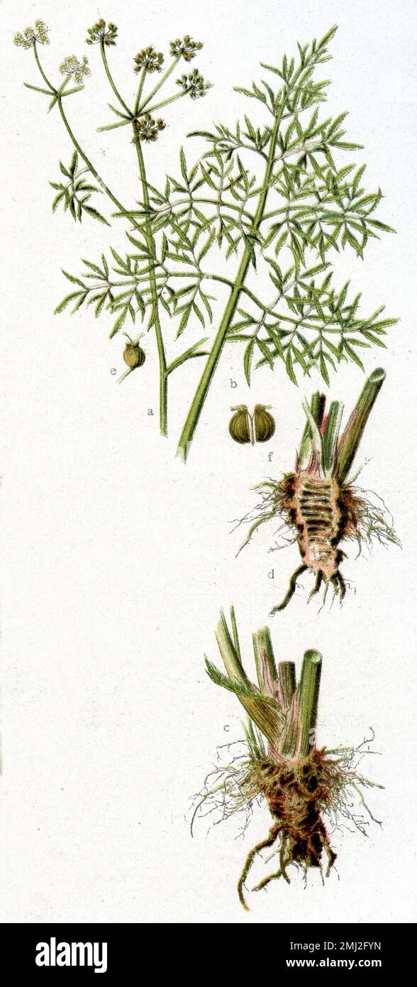 Cowbane oder Northern Water Hemlock Cicuta virosa, (Gesundheitsbuch, 1920), Wasserschierling Stockfoto