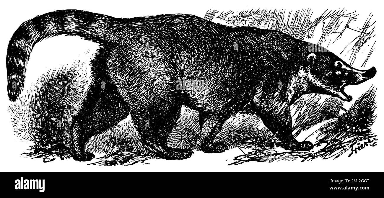 Coati, Nasua nasua (Enzyklopädie, 1898), Nasenbär, Coati Stockfoto