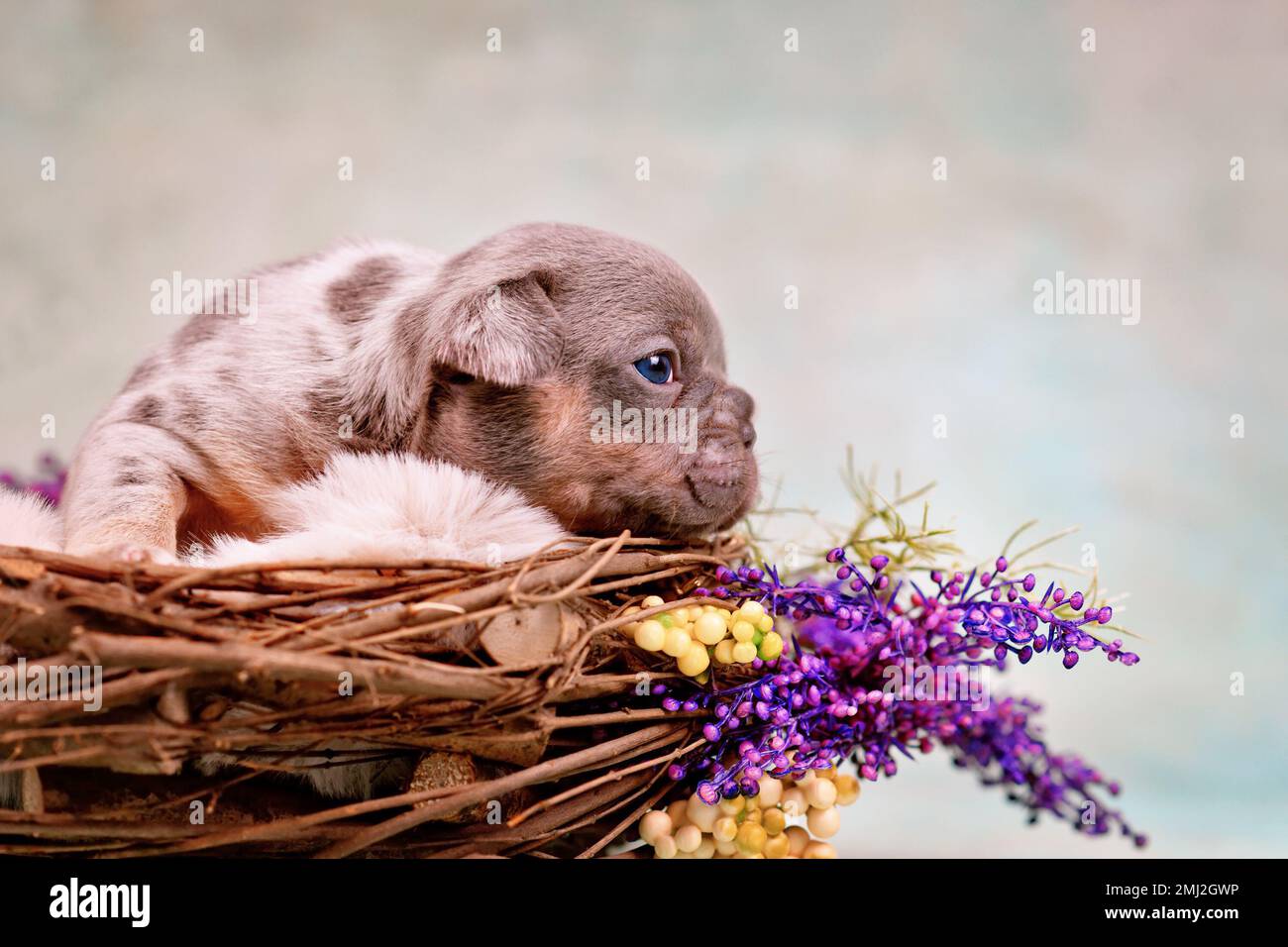 Merle tan Französisch Bulldog Hund Welpen im Tiernest mit Blumen geschmückt Stockfoto