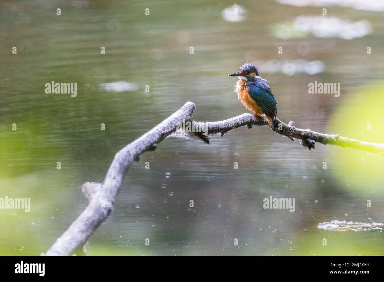 Kingfisher auf einem Ast, Wasserreflexionen im Hintergrund Stockfoto