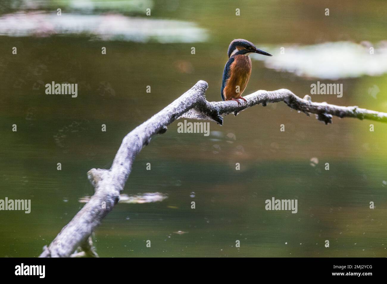 Kingfisher auf einem Ast, Wasserreflexionen im Hintergrund Stockfoto