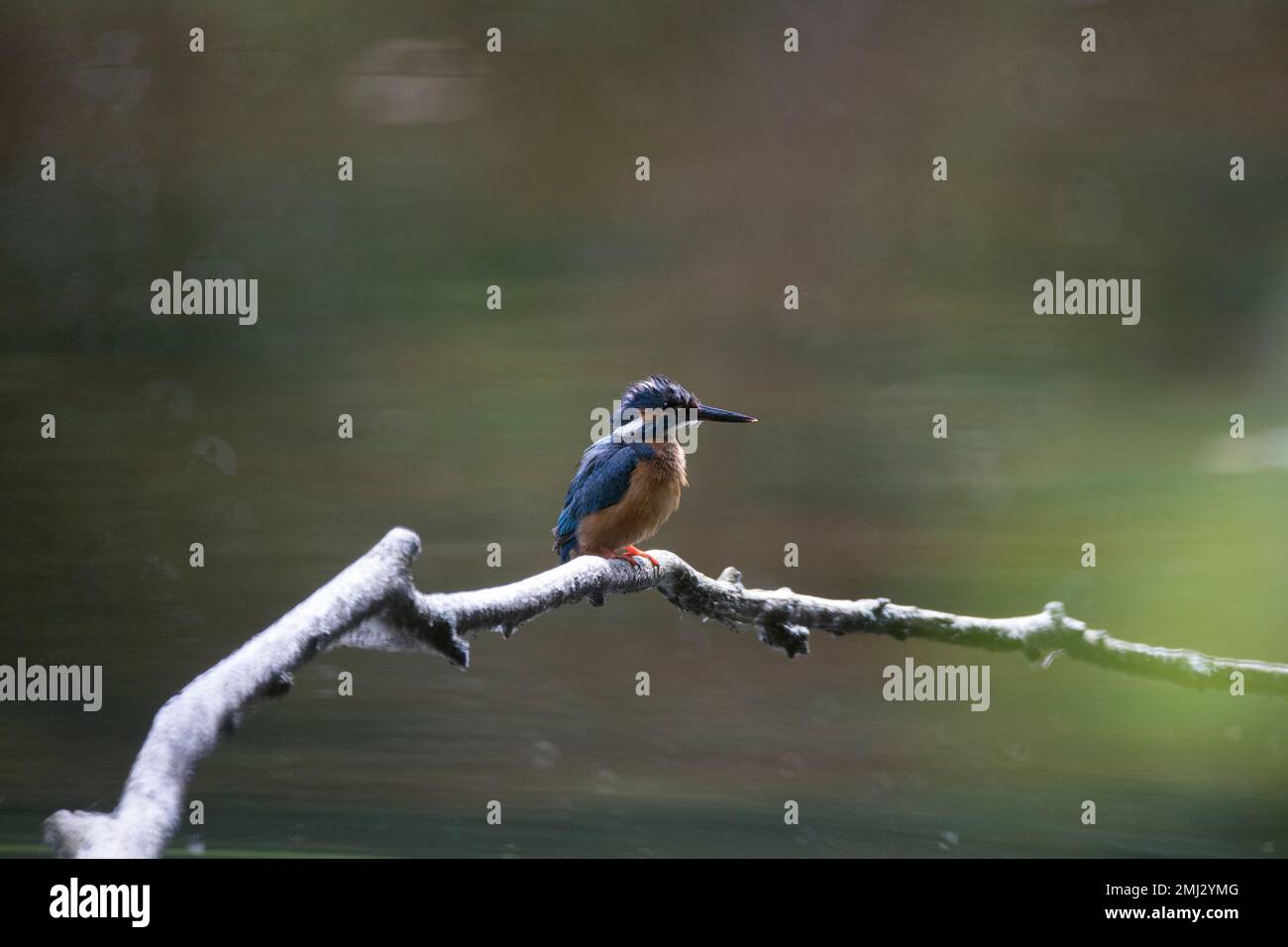 Kingfisher auf einem Ast, Wasserreflexionen im Hintergrund Stockfoto