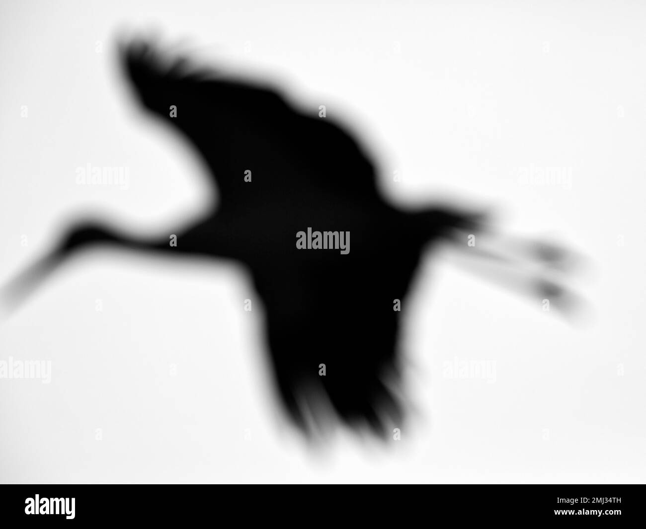 Weißstorch (Ciconia ciconia), Silhouette vor weißem Hintergrund, verschwommen, Schwarzweißfoto, Deutschland Stockfoto