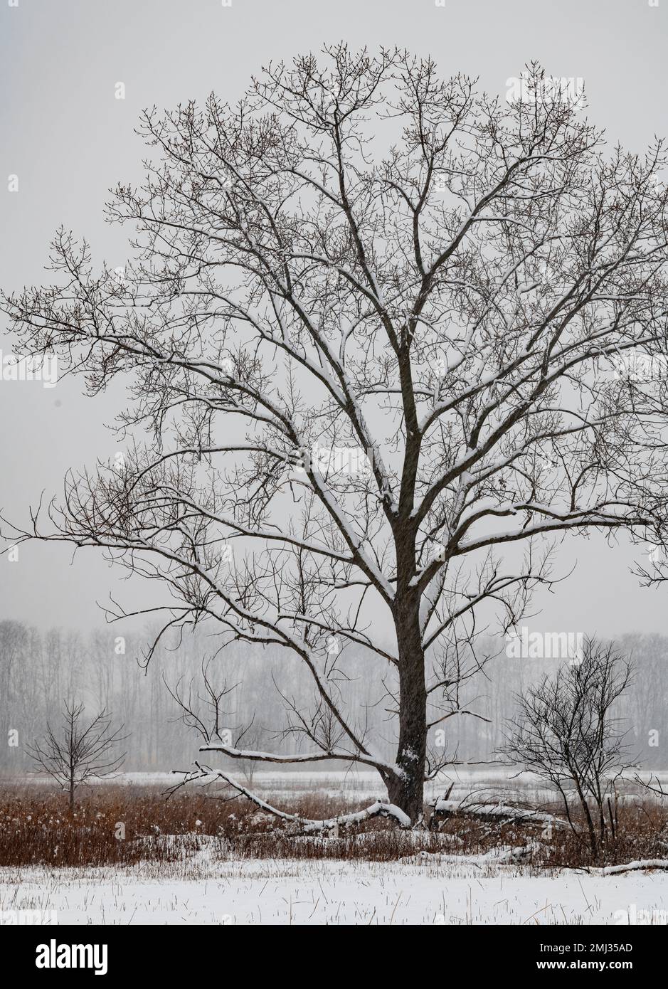 Ein großer Baum wächst am Rande eines kleinen Flusses und Feuchtgebiets, das mit frischem Schnee bestaubt wird, Rock Run Forest Preserve, will County, Illinois Stockfoto