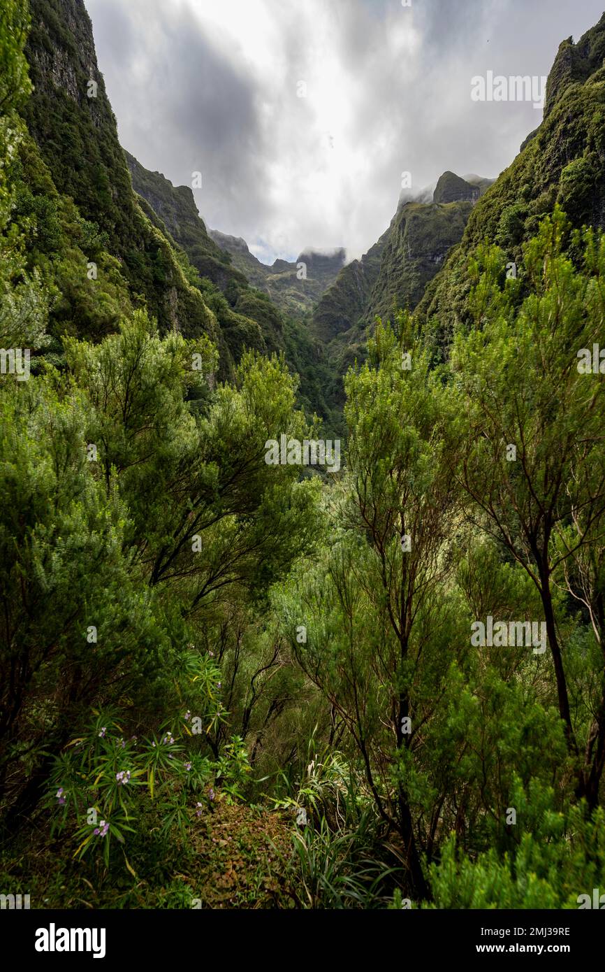 Blick auf steile bewaldete, wolkenbedeckte Berge, Levada do Caldeirao Verde, Parque Florestal das Queimadas, Madeira, Portugal Stockfoto