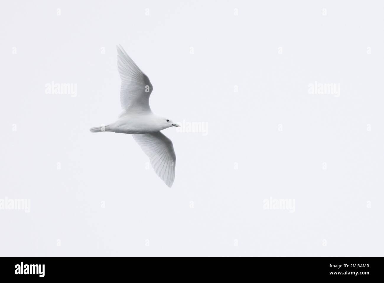 Elfenbeinmöwe (Pagophila eburnea / Larus eburneus) im Flug entlang der Küste von Svalbard / Spitsbergen, Norwegen Stockfoto