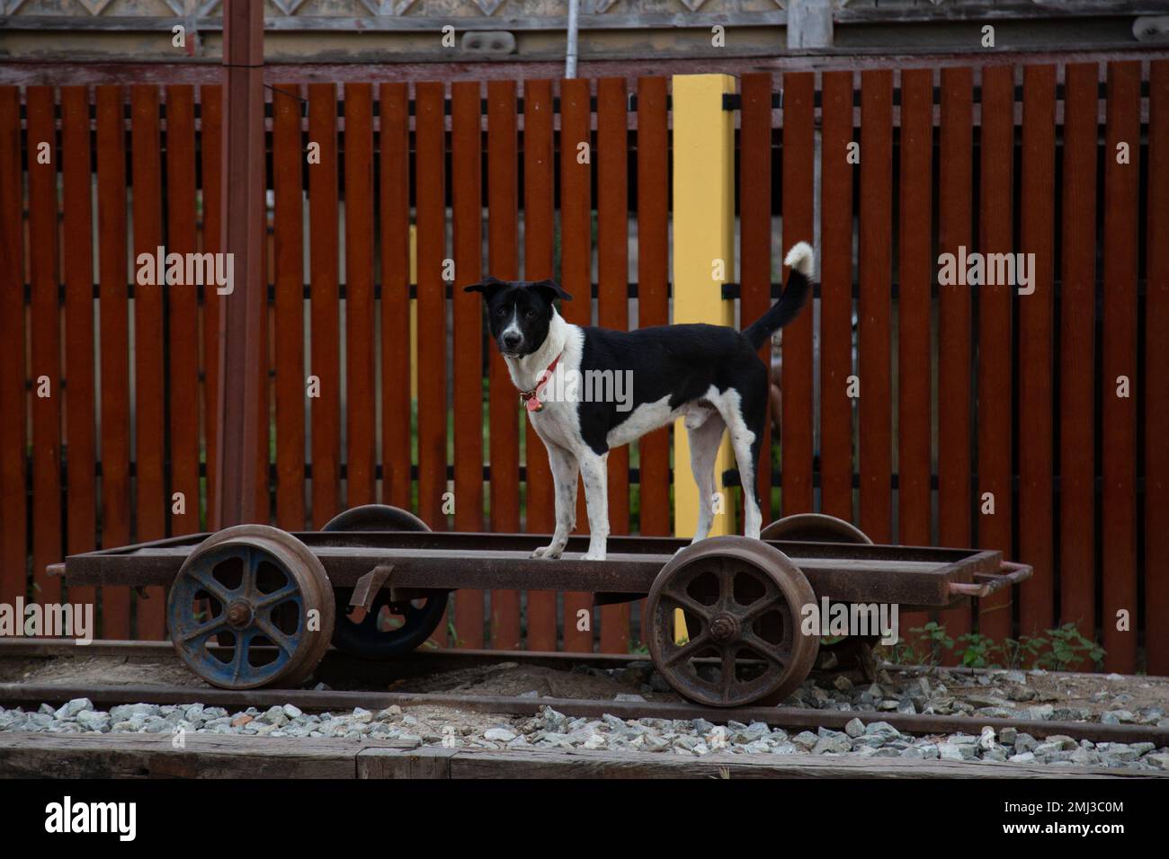 Dog on Cart - Thailand Stockfoto