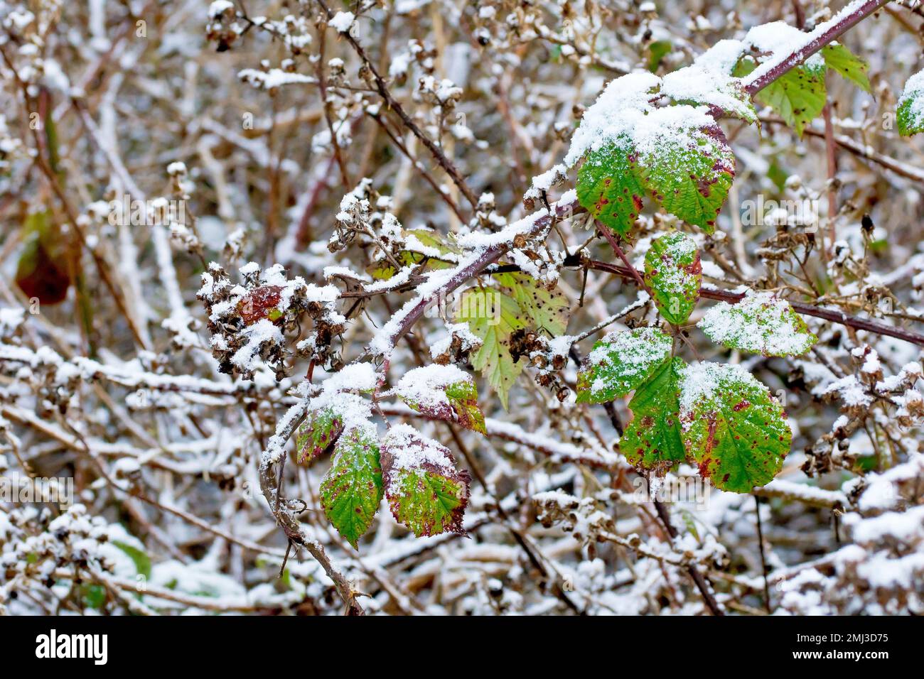 Brombeere oder Bramble (rubus fruticosus), Nahaufnahme eines langen Strauchläufers mit Blättern, bedeckt mit einem leichten Schneestaub. Stockfoto
