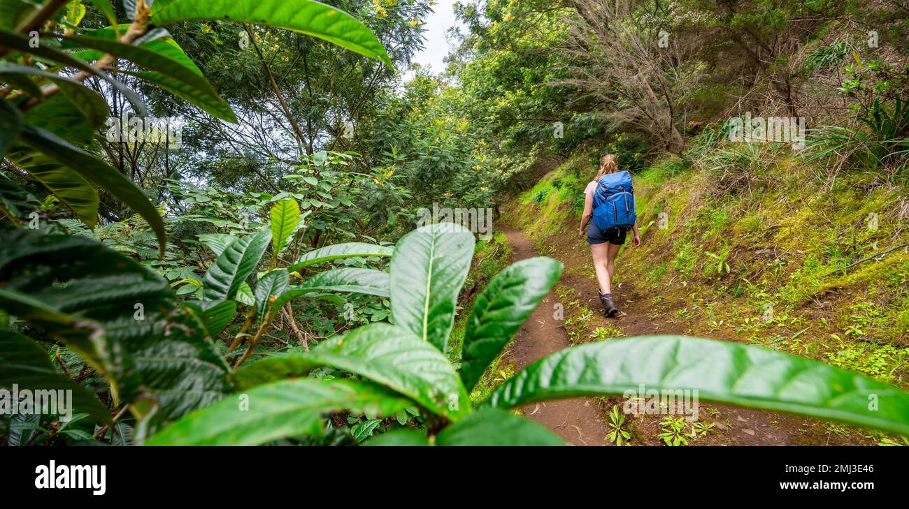 Wanderer auf dem Vereda do Larano Trail, Madeira, Portugal Stockfoto