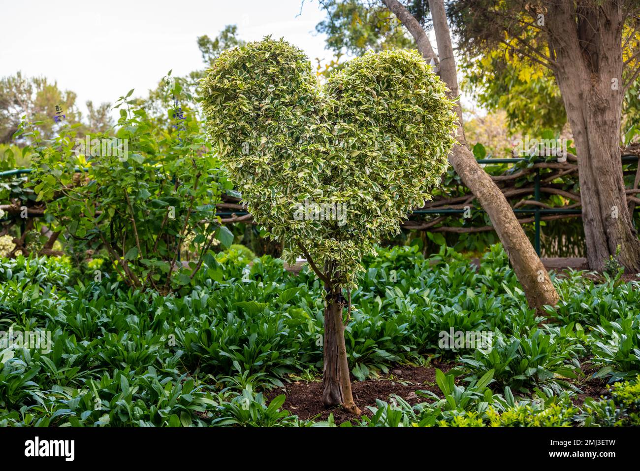 Herzförmiger Busch, Funchal Garden, Jardim Botanico, Madeira, Portugal Stockfoto