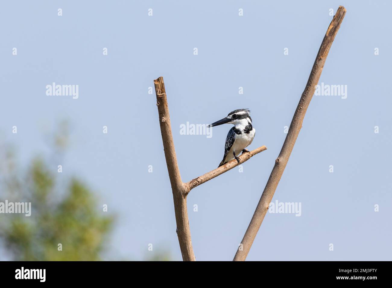 Rinderkönigsfischer (Ceryle rudis), hoch oben auf dem Ast, Gambia, Afrika Stockfoto