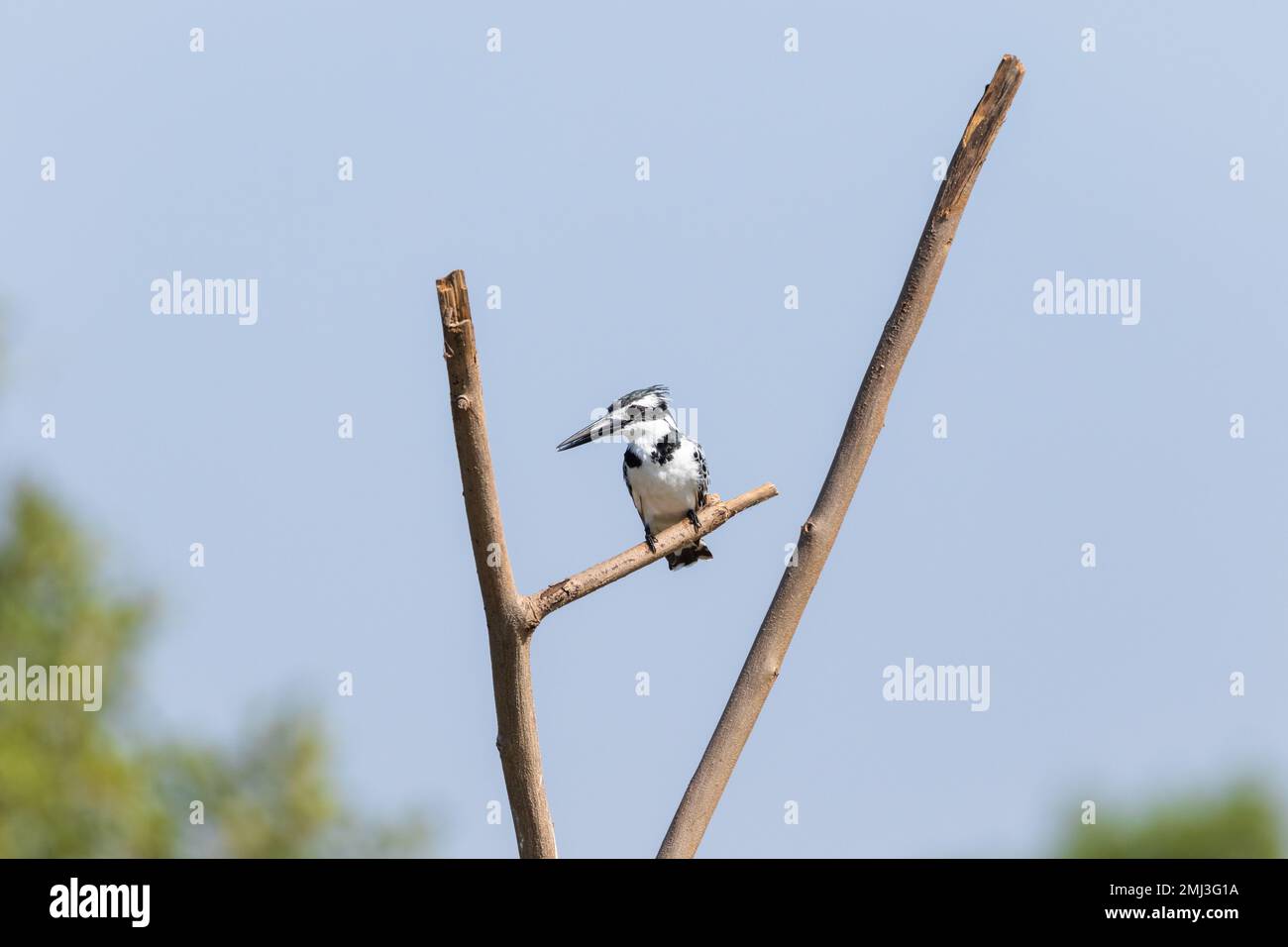 Rinderkönigsfischer (Ceryle rudis), hoch oben auf dem Ast, Gambia, Afrika Stockfoto
