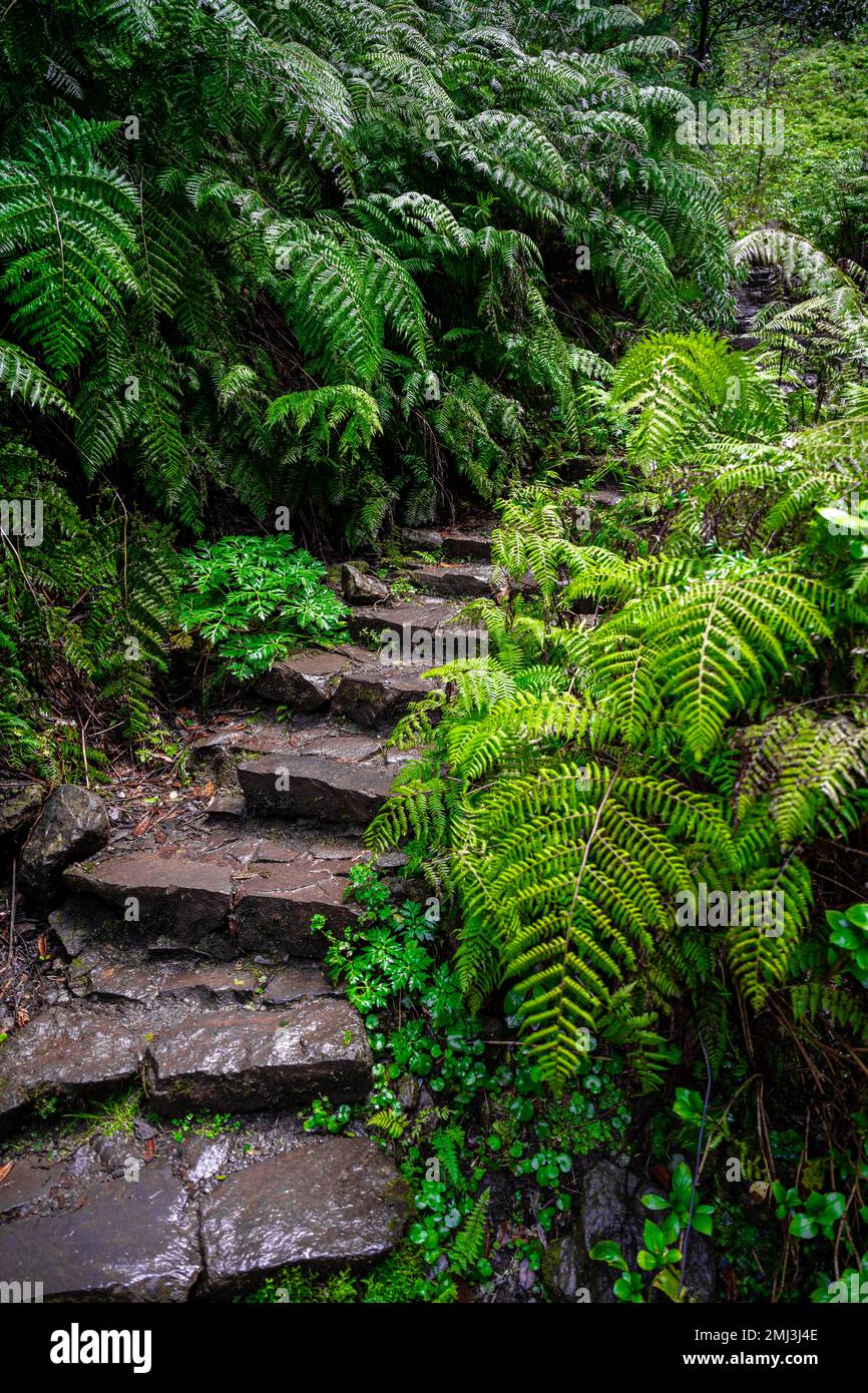Steintreppen mit Farnen in Caldeirao Verde, Madeira, Portugal Stockfoto