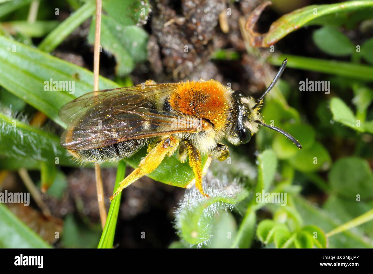 Eine wilde Biene auf Vegetation im Garten. Es ist ein wichtiger Teil der Umwelt, der eine Vielzahl von Pflanzen bestäubt, einschließlich Kulturen und Obst. Stockfoto