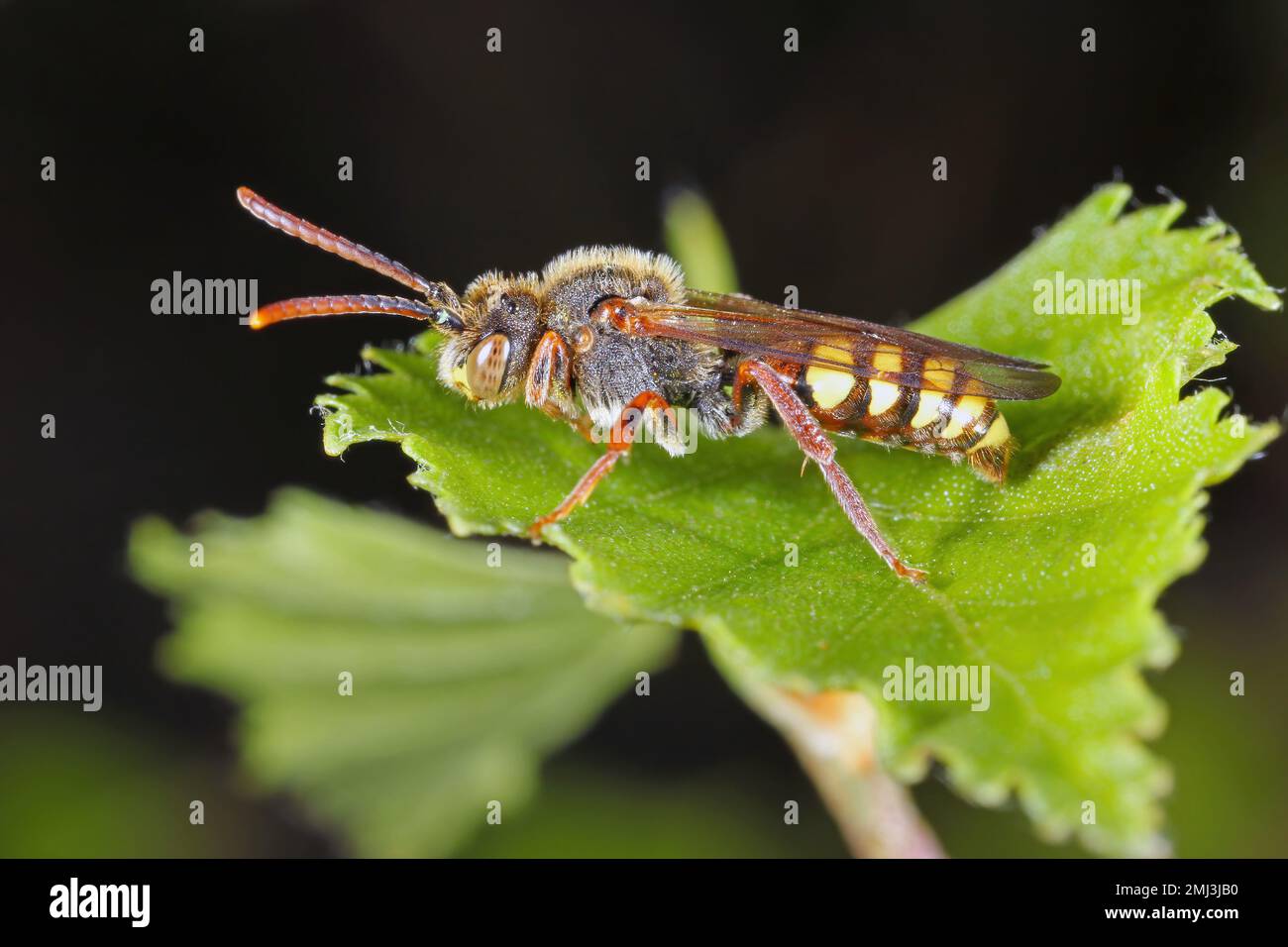 Eine wilde Biene auf Vegetation im Garten. Es ist ein wichtiger Teil der Umwelt, der eine Vielzahl von Pflanzen bestäubt, einschließlich Kulturen und Obst. Stockfoto