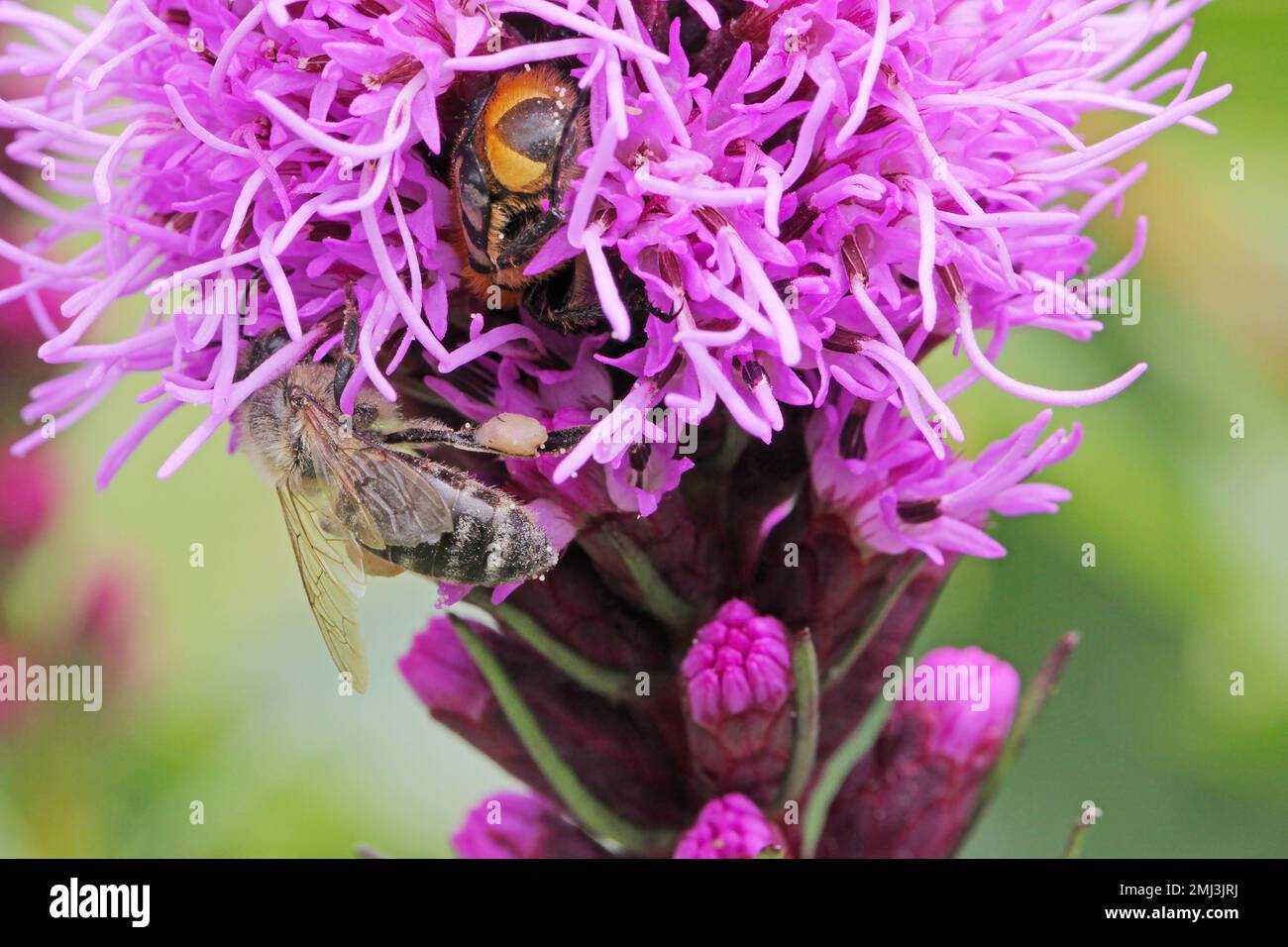 Eine Biene auf Blumen im Garten. Es ist ein wichtiger Teil der Umwelt, der eine Vielzahl von Pflanzen bestäubt, einschließlich Kulturen und Obst. Stockfoto