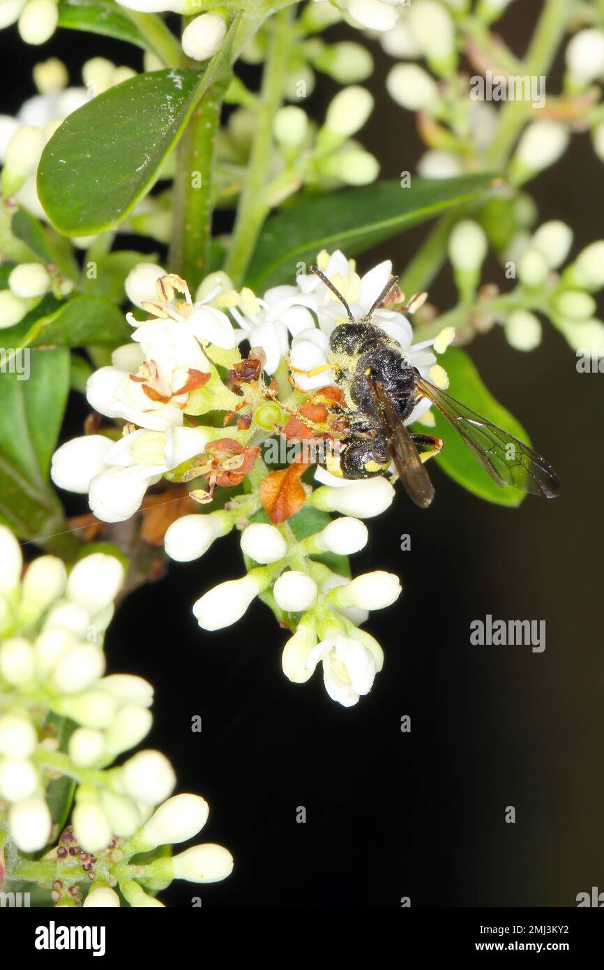 Die Befruchtung von Pflanzenblumen durch Wildbienen. Stockfoto