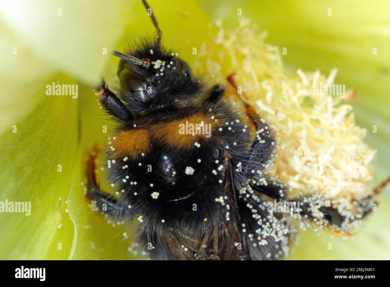 Hummel (Bombus sp.) Bestäubende Blumen. Stockfoto