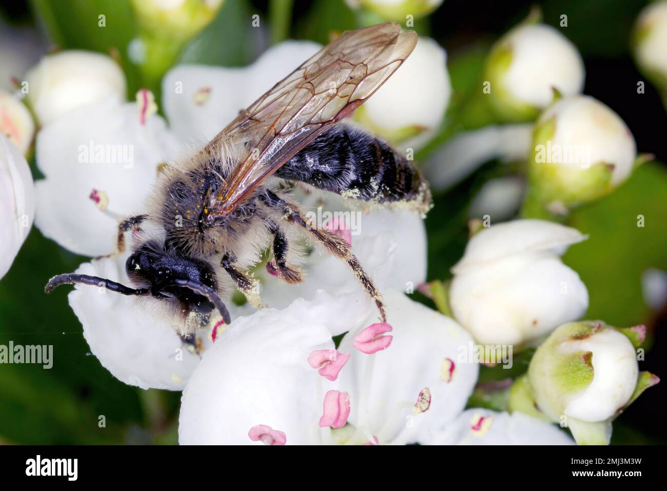 Die Befruchtung von Pflanzenblumen durch Wildbienen. Stockfoto