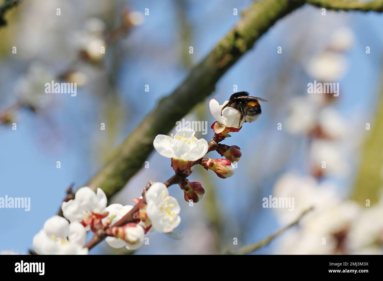 Hummel (Bombus sp.). Bestäubender Aprikosenbaum im Frühlingsblütengarten. Hummeln sammeln Nektar-Pollen-Honig in Aprikosenbaumblüten. Stockfoto