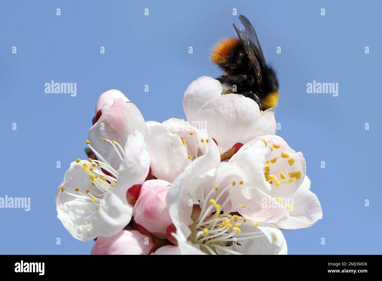 Hummel (Bombus sp.). Bestäubender Aprikosenbaum im Frühlingsblütengarten. Hummeln sammeln Nektar-Pollen-Honig in Aprikosenbaumblüten. Stockfoto