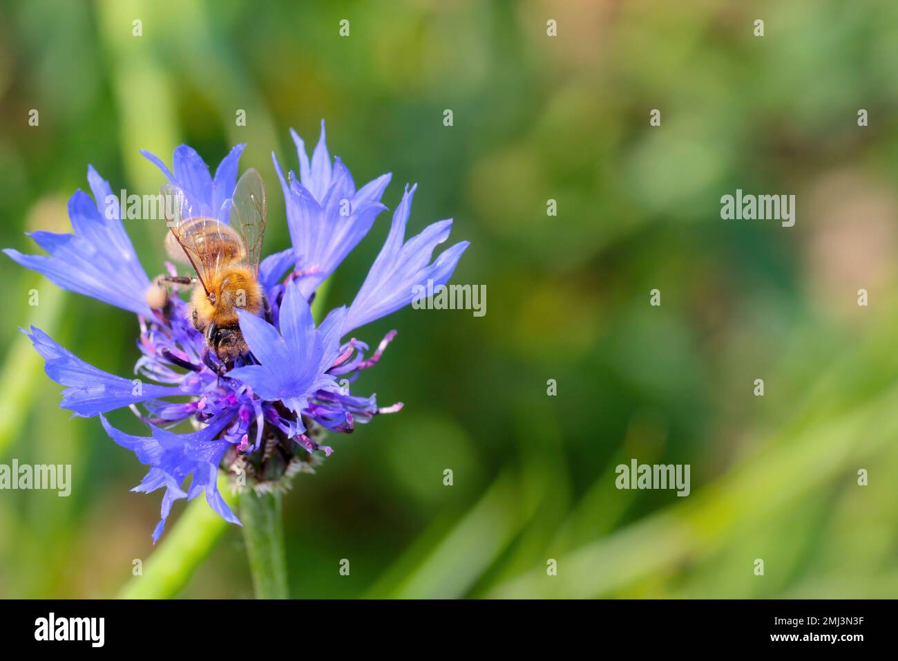 Honigbiene (APIs mellifera) bestäubende Blüten von Centaurea cyanus, gemeinhin bekannt als Maisblume oder Junggesellen-Knopf. Stockfoto