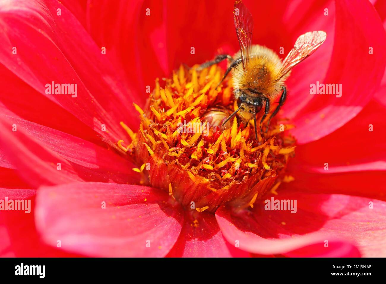 Die Befruchtung von Pflanzenblumen durch Wildbienen. Stockfoto