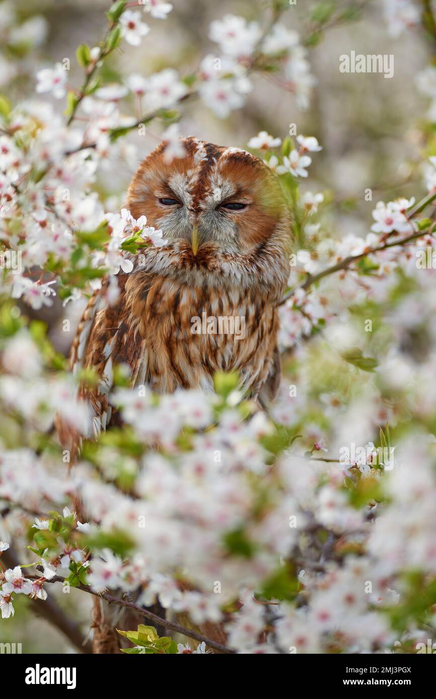 Tawny-Eule (Strix aluco), Erwachsener, sitzt im Frühling in blühender Schlehenhecke Stockfoto