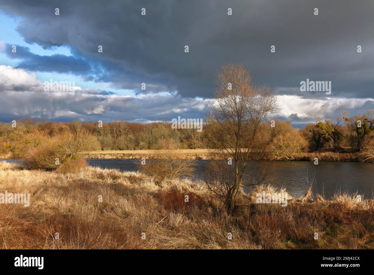 Spätherbst am Mulde bei Dessau, Herbstfarben in der Natur, Biosphärenreservat Mittelelbe, Dessau-Rosslau, Sachsen-Anhalt, Deutschland Stockfoto