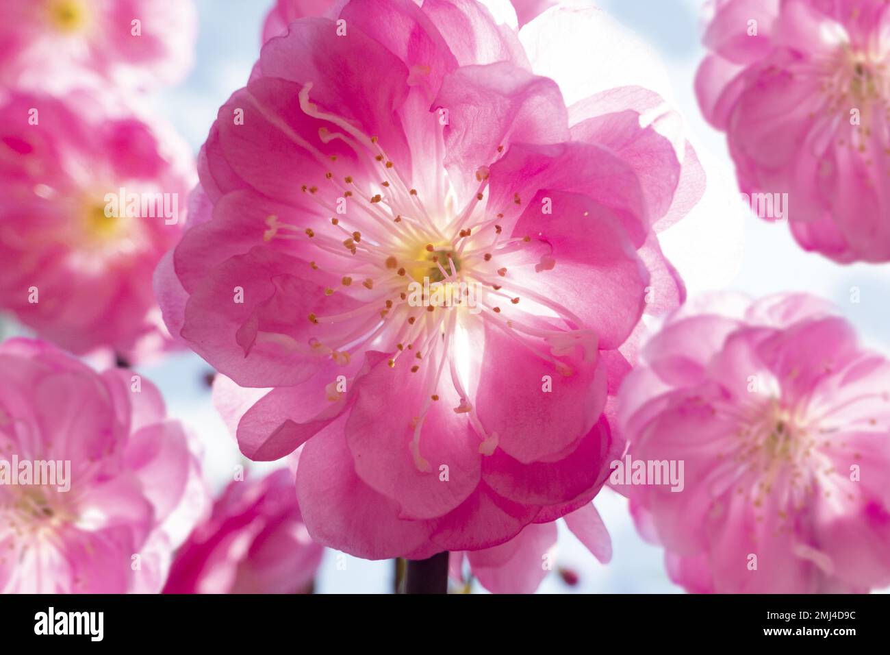 Frühlingskirsche oder frühe Zierkirsche (prunus accolade), Bayern, Deutschland Stockfoto