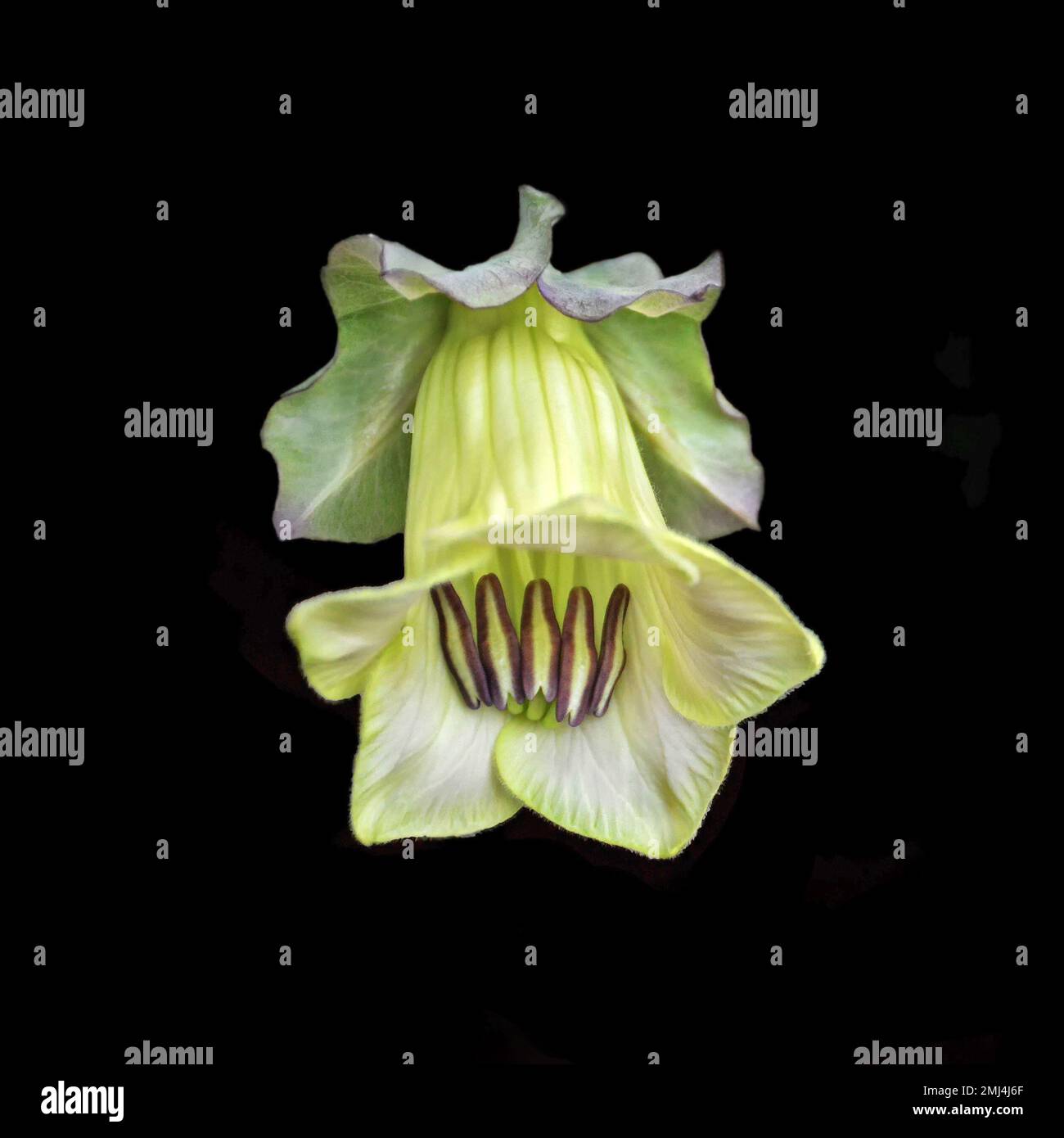 Kirchenglockenblume isoliert auf schwarzem Hintergrund Stockfoto