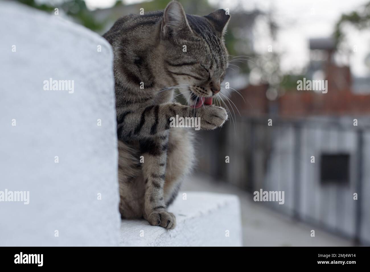 Grau gestreifte Katze. Eine Straßenkatze leckt ihr Fell. Die Katze wäscht ihr Gesicht und ihre Pfoten Stockfoto