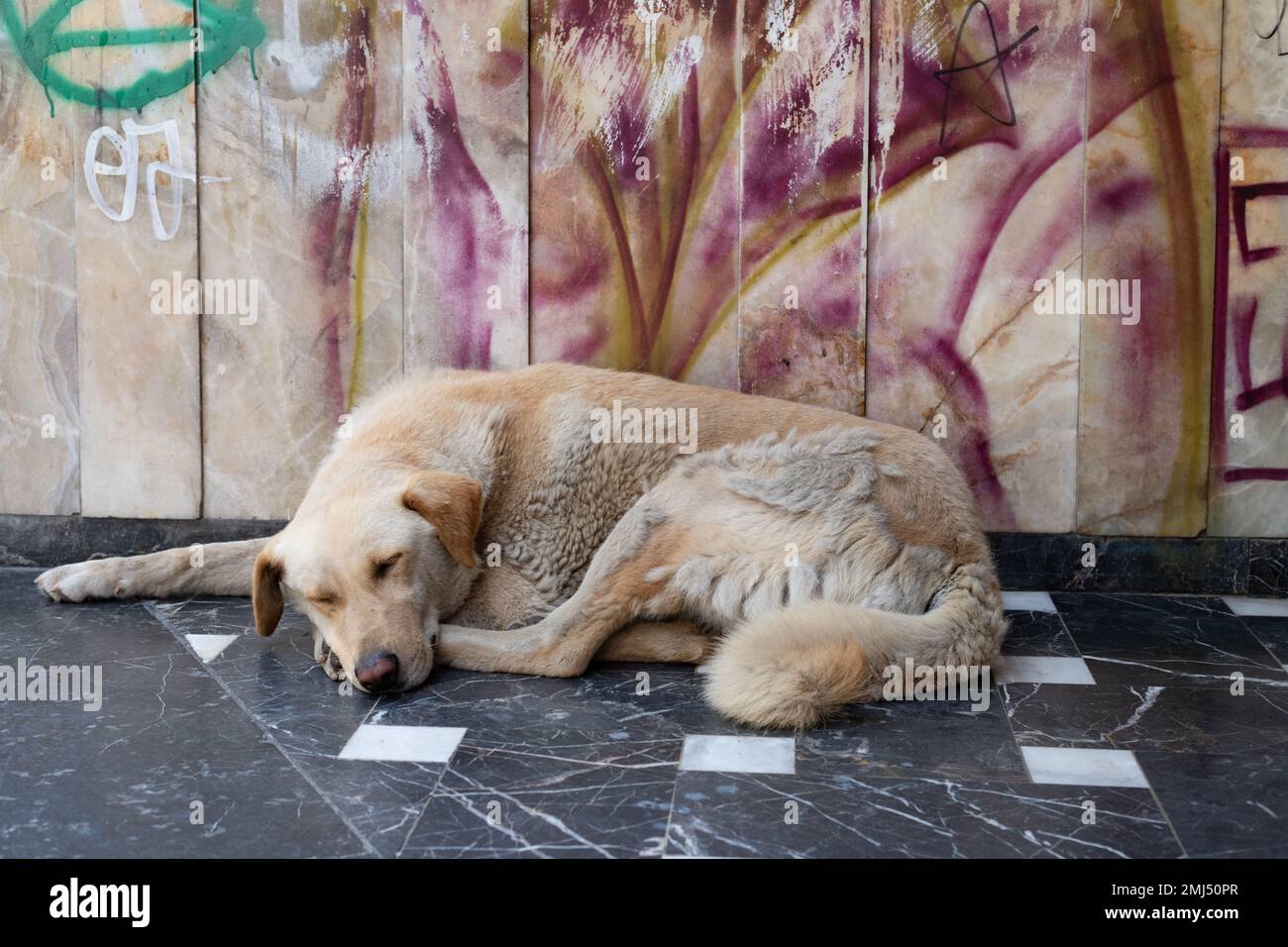 Straße oder streunender Hund schläft in Istanbul, Türkei Stockfoto