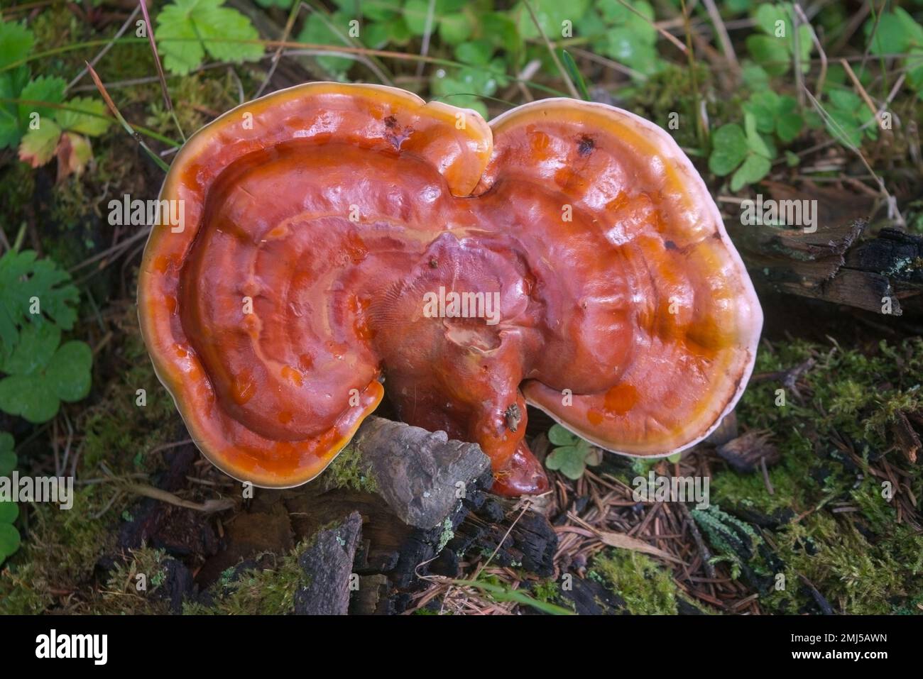 Ganoderma Lucidum Pilz oder Ling Zhi Pilz auf Holz. Stockfoto