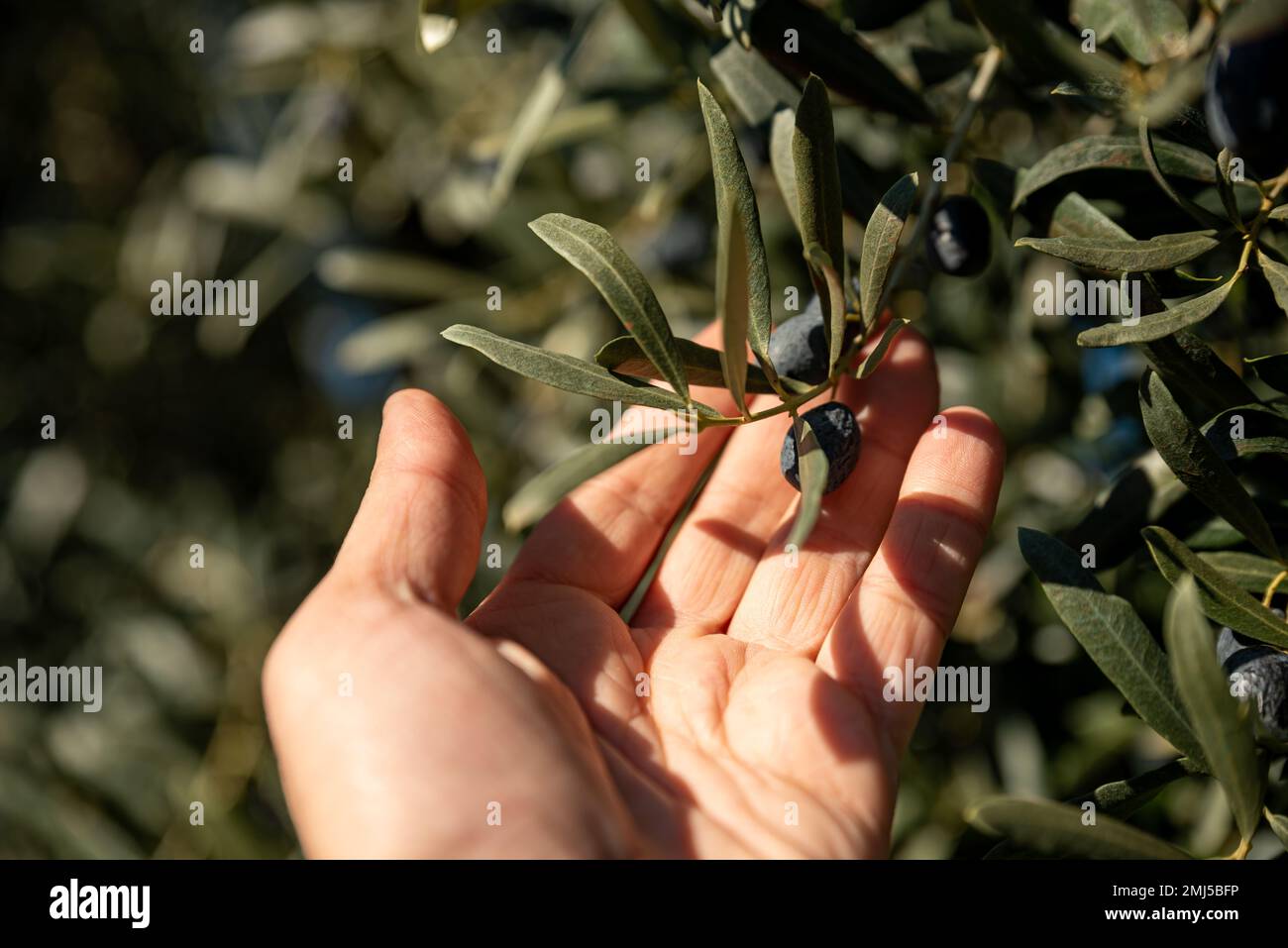Grünes und schwarzes Olivenöl mit der Hand auf dem Ast pflücken, traditionelles Olivenerntkonzept, Konzept für gesunde Lebensmittel. Hochwertiges Foto Stockfoto