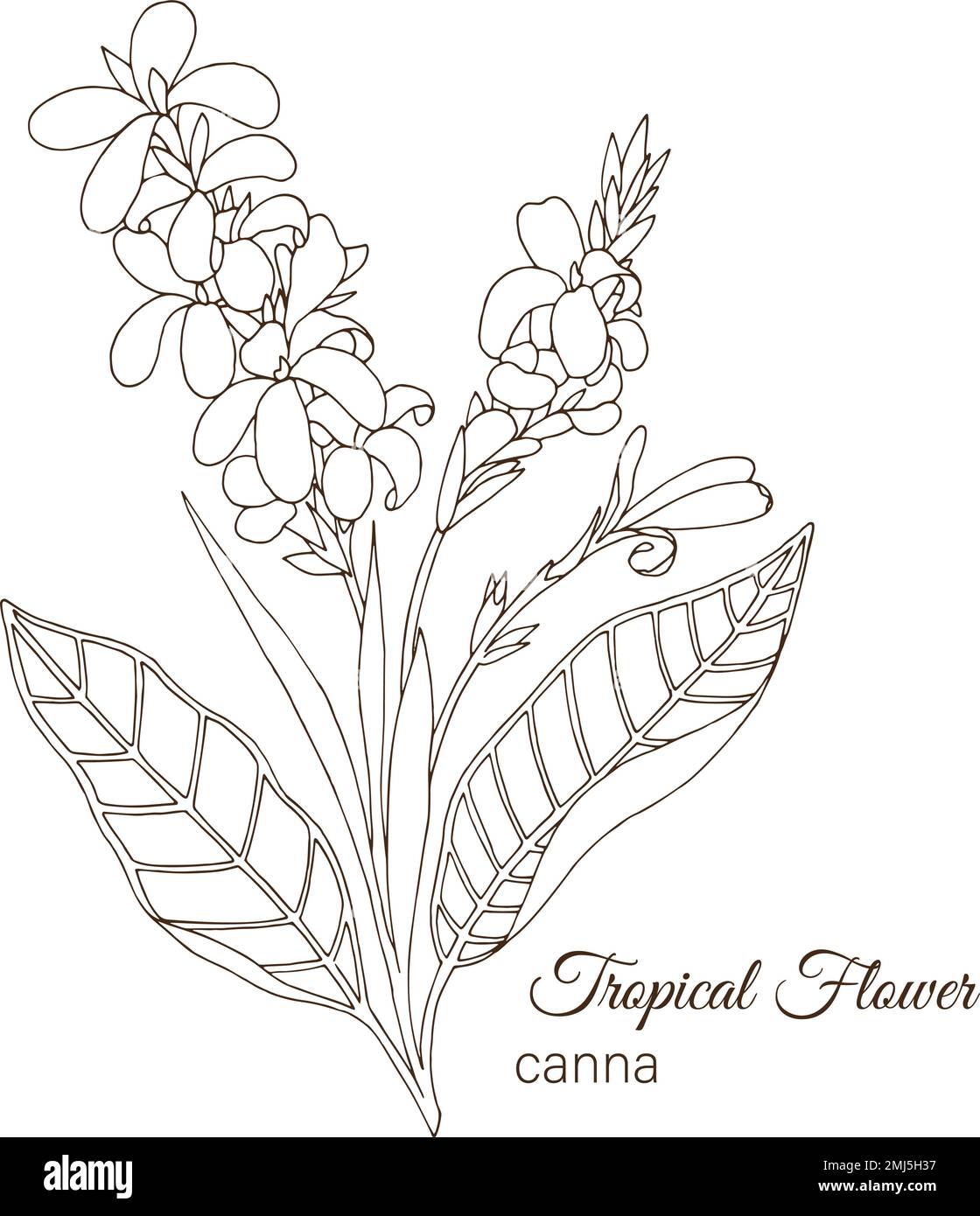 Canna flower Stock-Vektorgrafiken kaufen - Alamy